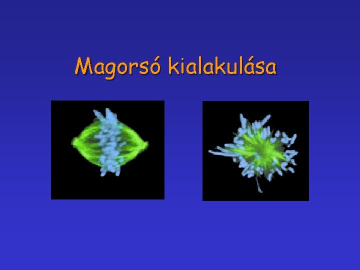 Magorsó kialakulása 