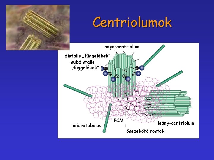 Centriolumok anya-centriolum distalis „függelékek” subdistalis „függelékek” microtubulus PCM leány-centriolum összekötő rostok 