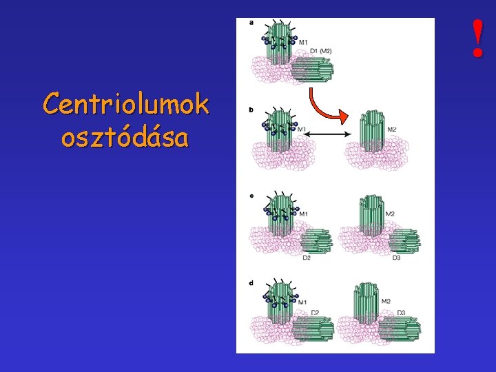 ! Centriolumok osztódása 