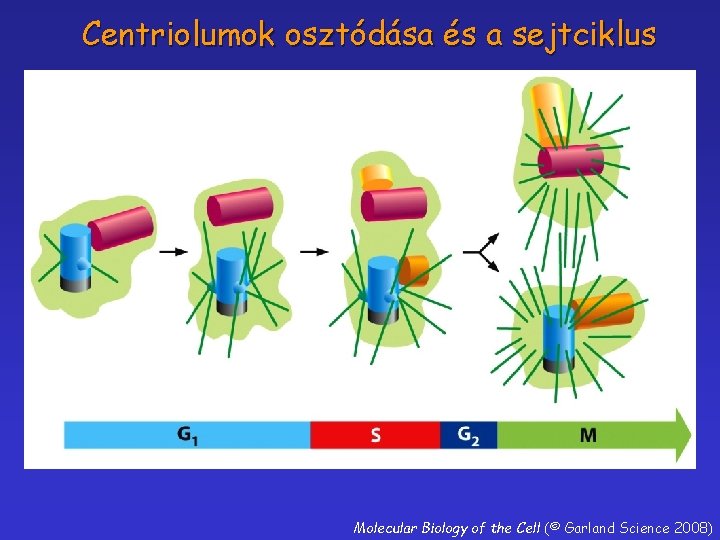 Centriolumok osztódása és a sejtciklus Molecular Biology of the Cell (© Garland Science 2008)