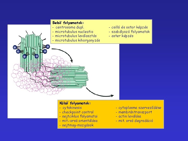 Belső folyamatok: - centrosoma dupl. - microtubulus nucleatio - microtubulus leválasztás - microtubulus kihorgonyzás