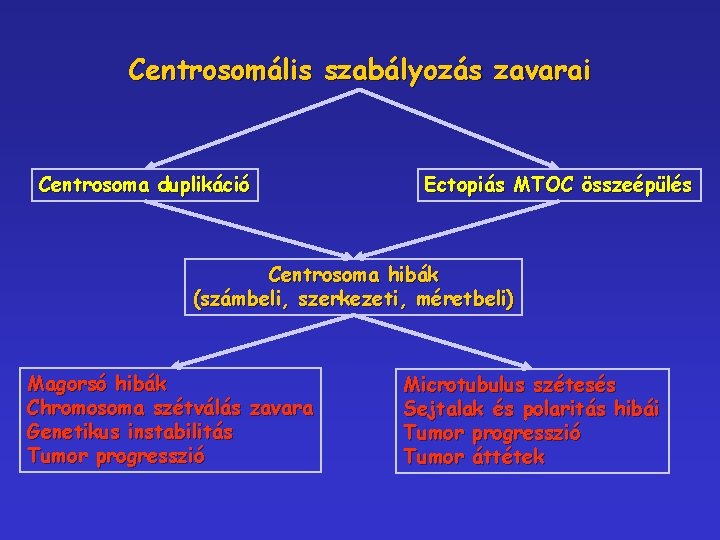 Centrosomális szabályozás zavarai Centrosoma duplikáció Ectopiás MTOC összeépülés Centrosoma hibák (számbeli, szerkezeti, méretbeli) Magorsó