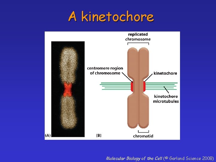 A kinetochore Molecular Biology of the Cell (© Garland Science 2008) 