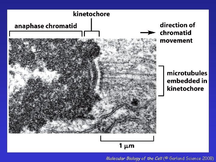 Molecular Biology of the Cell (© Garland Science 2008) 