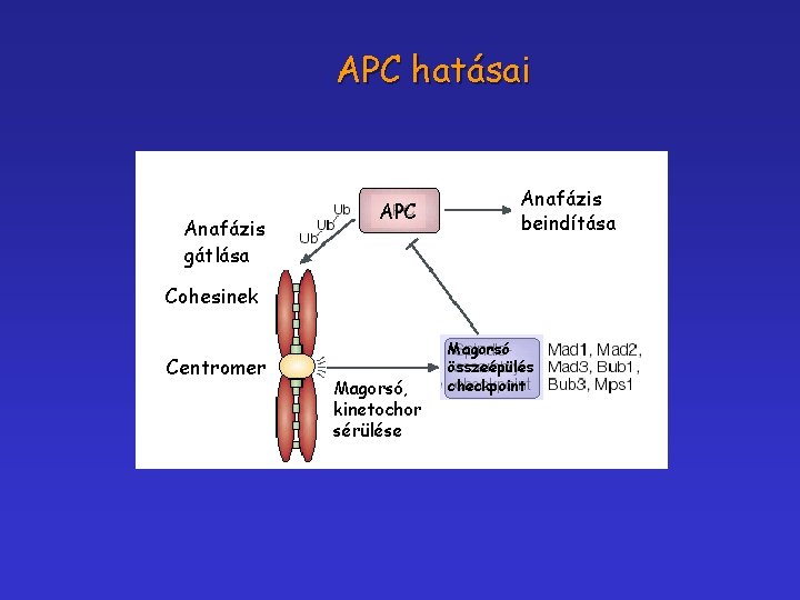 APC hatásai Anafázis gátlása APC Anafázis beindítása Cohesinek Centromer Magorsó, kinetochor sérülése Magorsó összeépülés