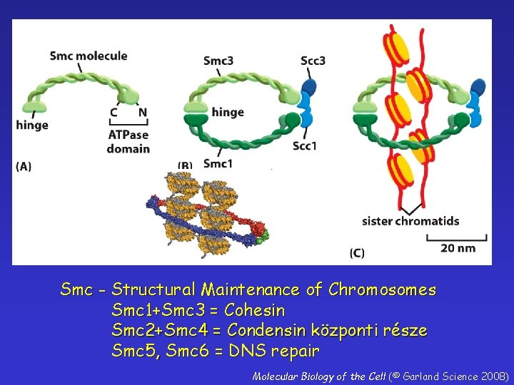 Smc - Structural Maintenance of Chromosomes Smc 1+Smc 3 = Cohesin Smc 2+Smc 4
