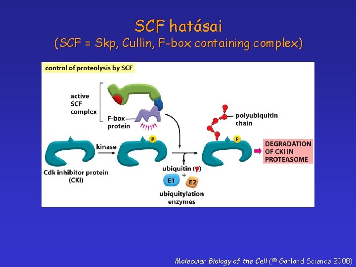 SCF hatásai (SCF = Skp, Cullin, F-box containing complex) Molecular Biology of the Cell