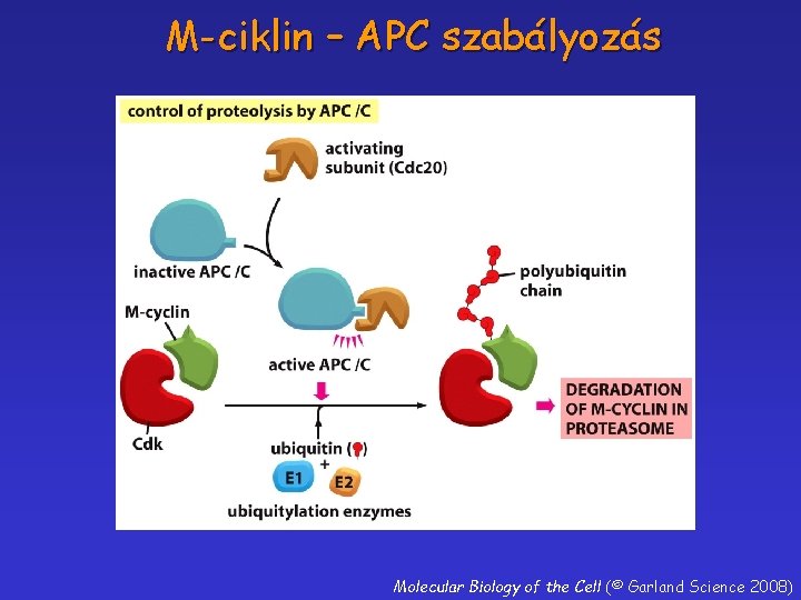 M-ciklin – APC szabályozás Molecular Biology of the Cell (© Garland Science 2008) 