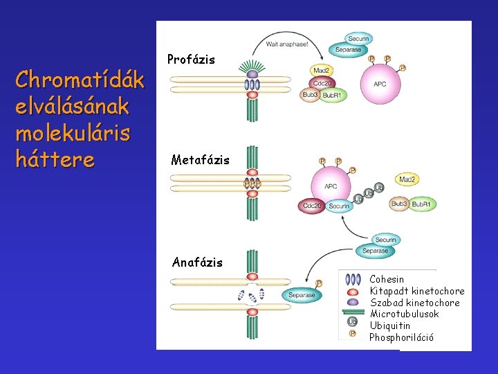 Chromatídák elválásának molekuláris háttere Profázis Metafázis Anafázis Cohesin Kitapadt kinetochore Szabad kinetochore Microtubulusok Ubiquitin