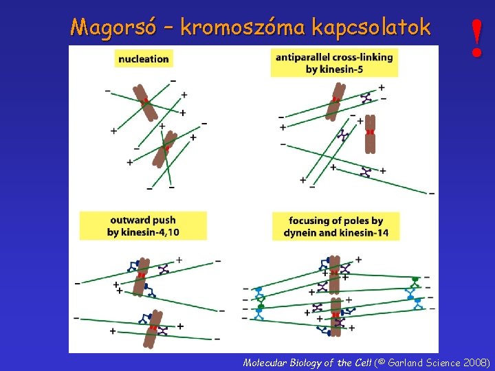 Magorsó – kromoszóma kapcsolatok ! Molecular Biology of the Cell (© Garland Science 2008)