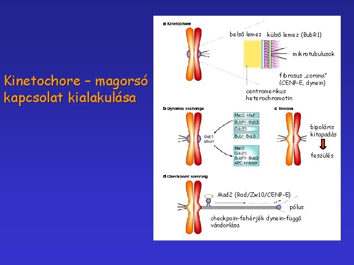 belső lemez külső lemez (Bub. R 1) mikrotubulusok Kinetochore – magorsó kapcsolat kialakulása fibrosus