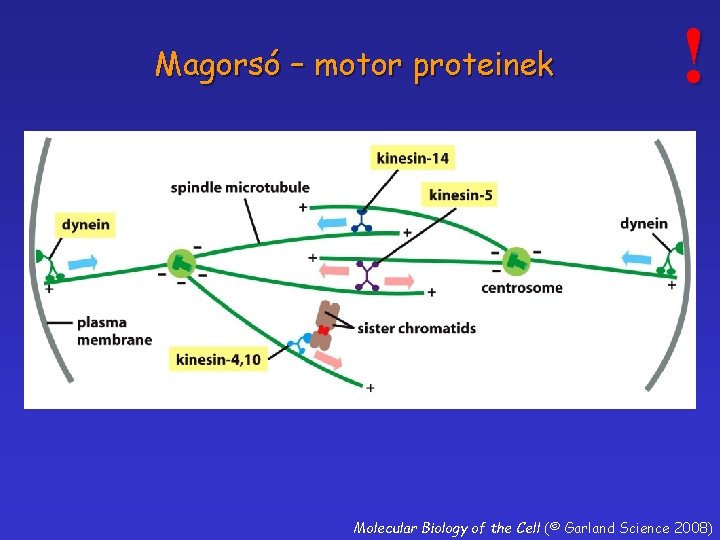 Magorsó – motor proteinek ! Molecular Biology of the Cell (© Garland Science 2008)