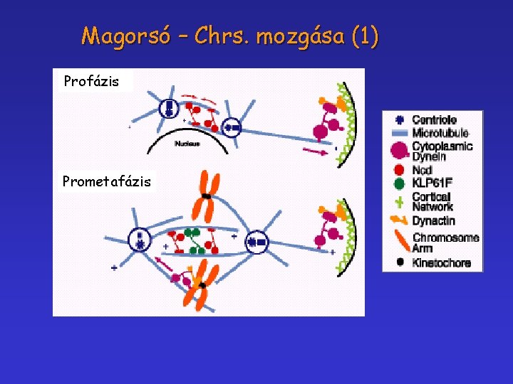 Magorsó – Chrs. mozgása (1) Profázis Prometafázis 