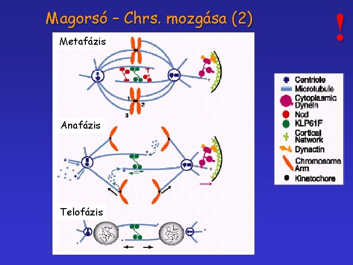 Magorsó – Chrs. mozgása (2) Metafázis Anafázis Telofázis ! 