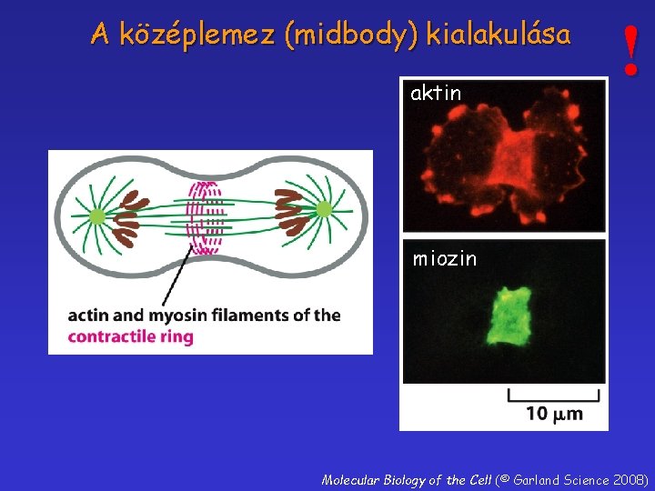 A középlemez (midbody) kialakulása aktin ! miozin Molecular Biology of the Cell (© Garland