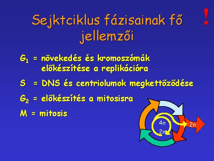 ! Sejktciklus fázisainak fő jellemzői G 1 = növekedés és kromoszómák előkészítése a replikációra