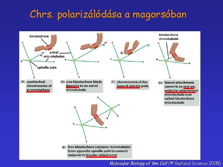 Chrs. polarizálódása a magorsóban Molecular Biology of the Cell (© Garland Science 2008) 