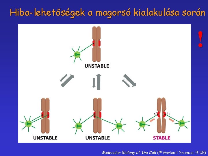 Hiba-lehetőségek a magorsó kialakulása során ! Molecular Biology of the Cell (© Garland Science