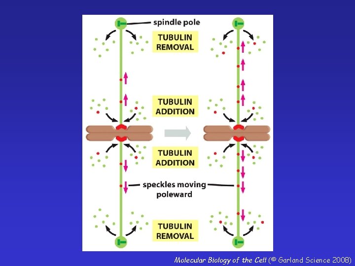 Molecular Biology of the Cell (© Garland Science 2008) 