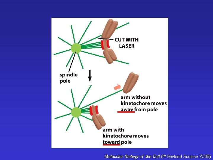 Molecular Biology of the Cell (© Garland Science 2008) 