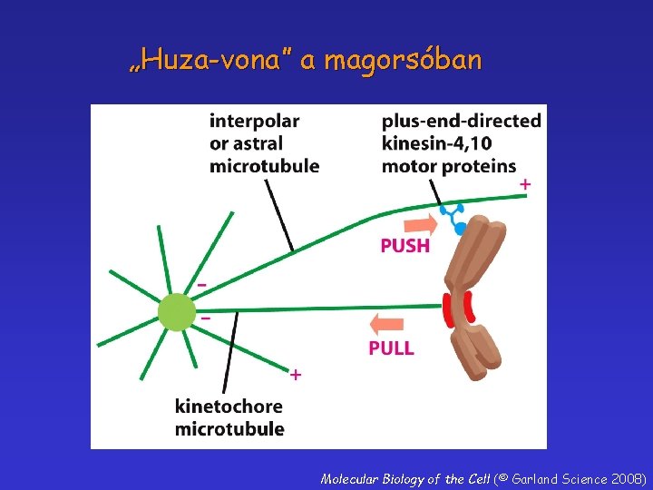 „Huza-vona” a magorsóban Molecular Biology of the Cell (© Garland Science 2008) 
