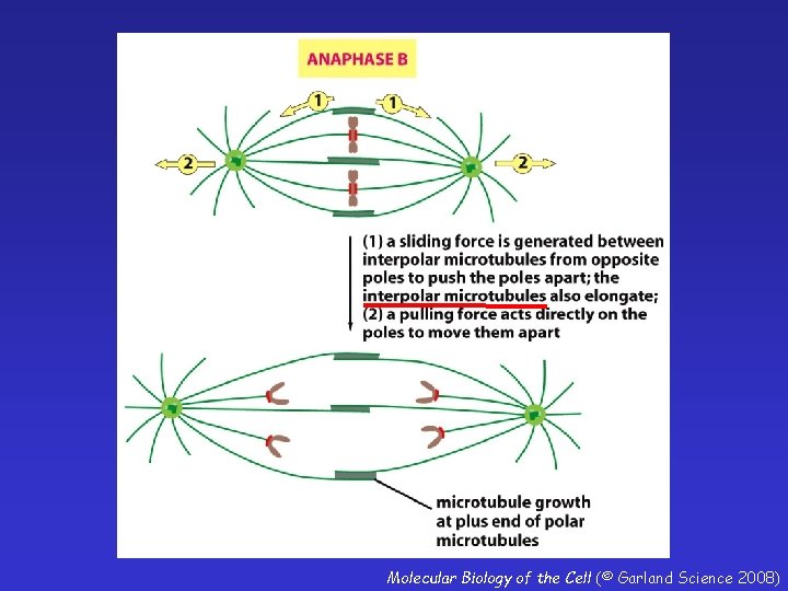 Molecular Biology of the Cell (© Garland Science 2008) 