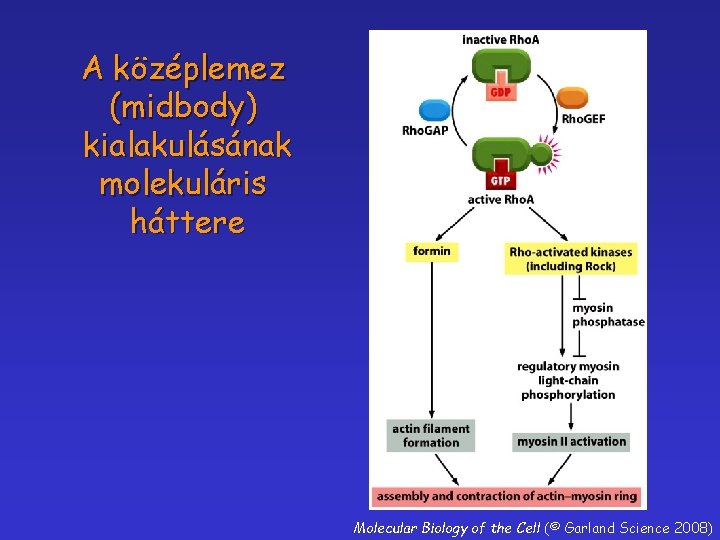 A középlemez (midbody) kialakulásának molekuláris háttere Molecular Biology of the Cell (© Garland Science