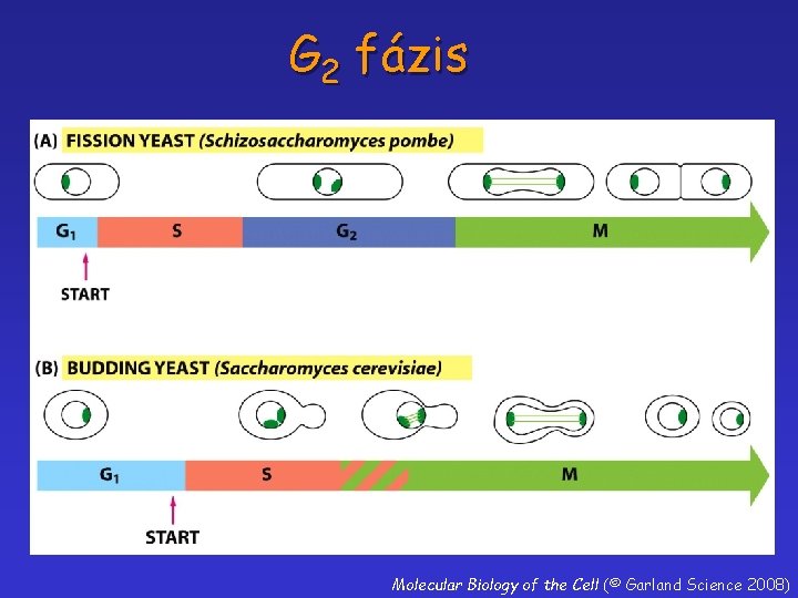 G 2 fázis Molecular Biology of the Cell (© Garland Science 2008) 