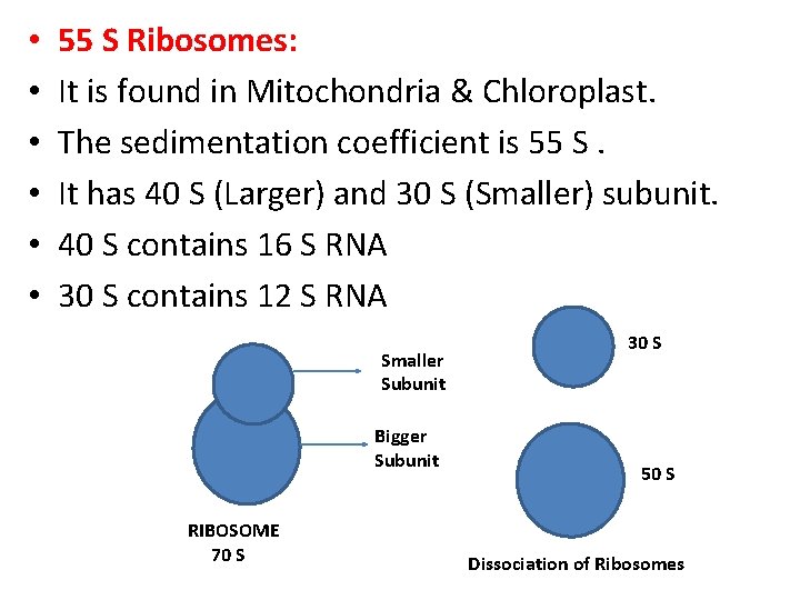  • • • 55 S Ribosomes: It is found in Mitochondria & Chloroplast.