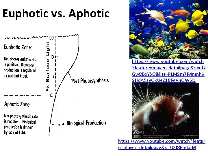 Euphotic vs. Aphotic https: //www. youtube. com/watch ? feature=player_detailpage&v=ufx Gw 8 Eq. Y 5