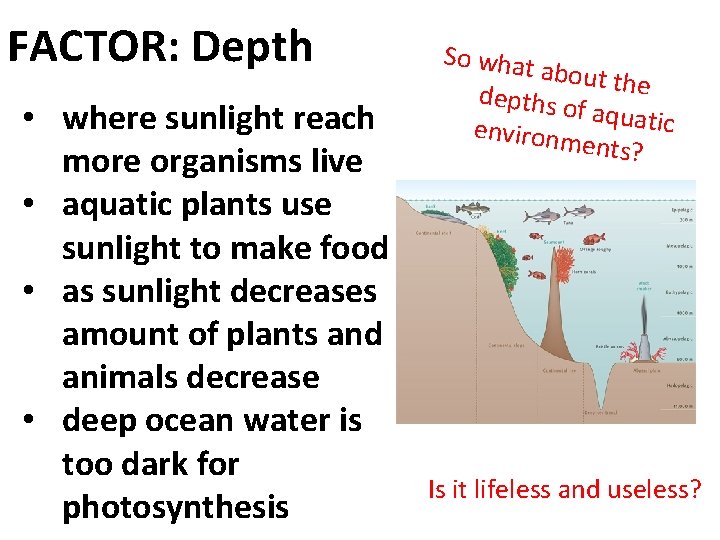 FACTOR: Depth • where sunlight reach more organisms live • aquatic plants use sunlight