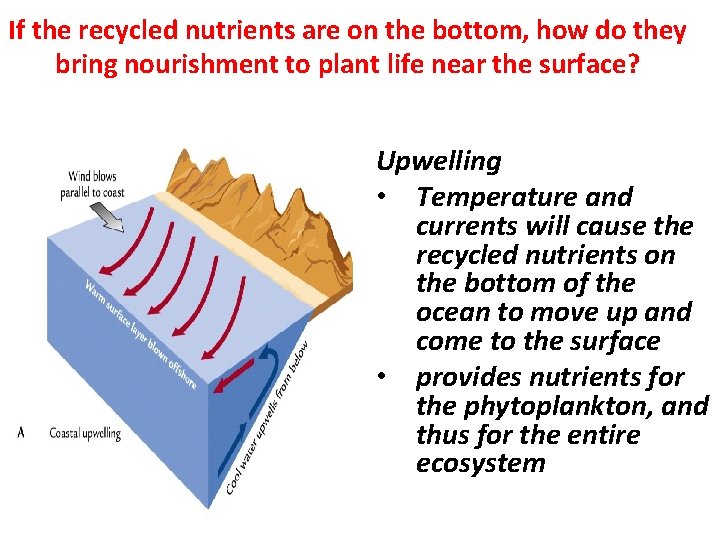 If the recycled nutrients are on the bottom, how do they bring nourishment to