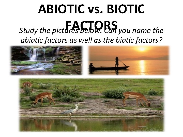 ABIOTIC vs. BIOTIC FACTORS Study the pictures below. Can you name the abiotic factors