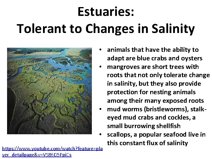 Estuaries: Tolerant to Changes in Salinity • animals that have the ability to adapt