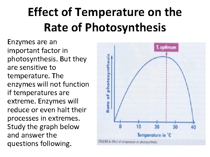 Effect of Temperature on the Rate of Photosynthesis Enzymes are an important factor in