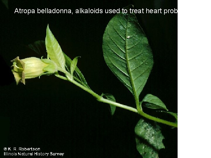 Atropa belladonna, alkaloids used to treat heart problems 
