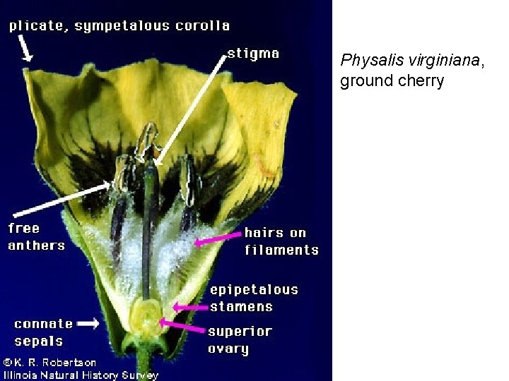 Physalis virginiana, ground cherry 