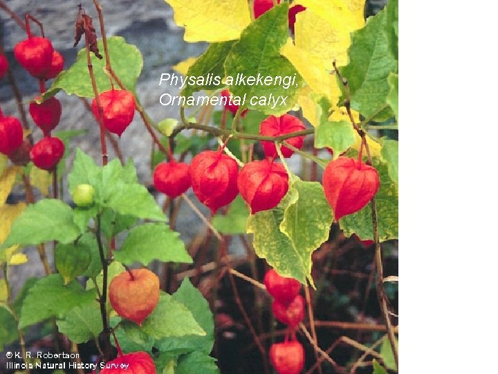 Physalis alkekengi, Ornamental calyx 