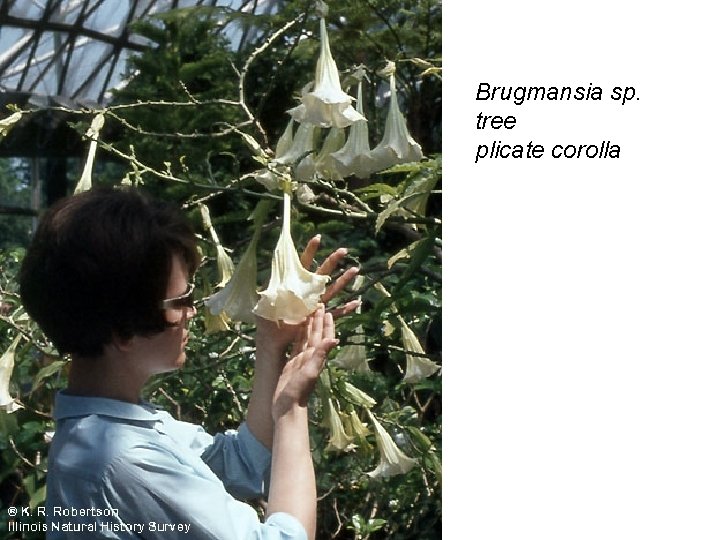 Brugmansia sp. tree plicate corolla 