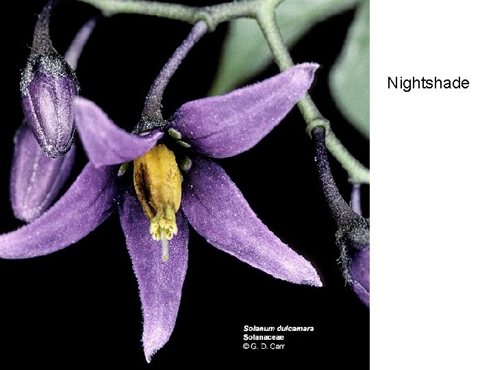 Nightshade 