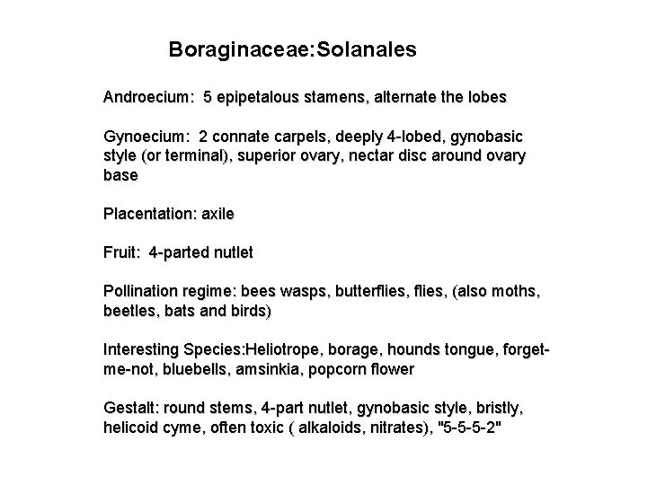 Boraginaceae: Solanales Androecium: 5 epipetalous stamens, alternate the lobes Gynoecium: 2 connate carpels, deeply