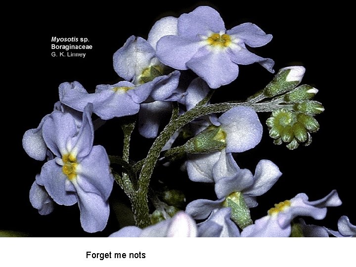 Forget me nots 