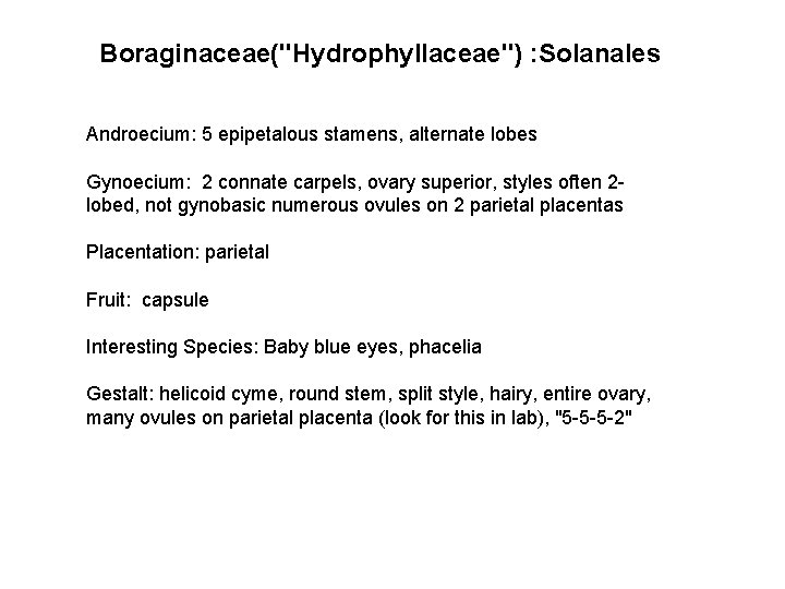 Boraginaceae("Hydrophyllaceae") : Solanales Androecium: 5 epipetalous stamens, alternate lobes Gynoecium: 2 connate carpels, ovary