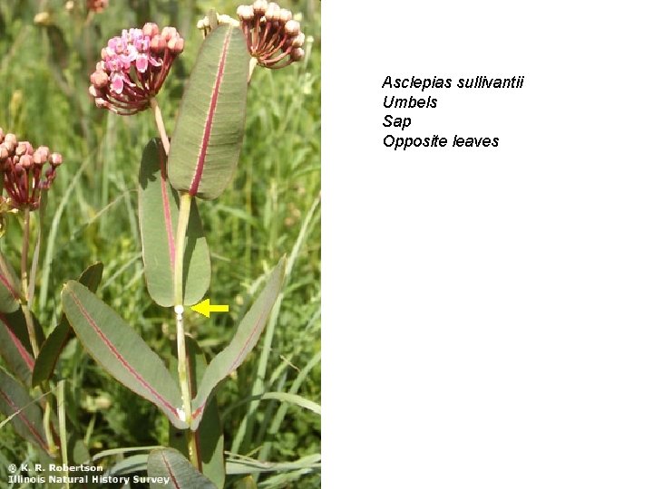 Asclepias sullivantii Umbels Sap Opposite leaves 