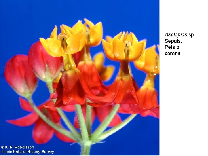 Asclepias sp Sepals, Petals, corona 