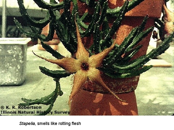 Stapelia, smells like rotting flesh 