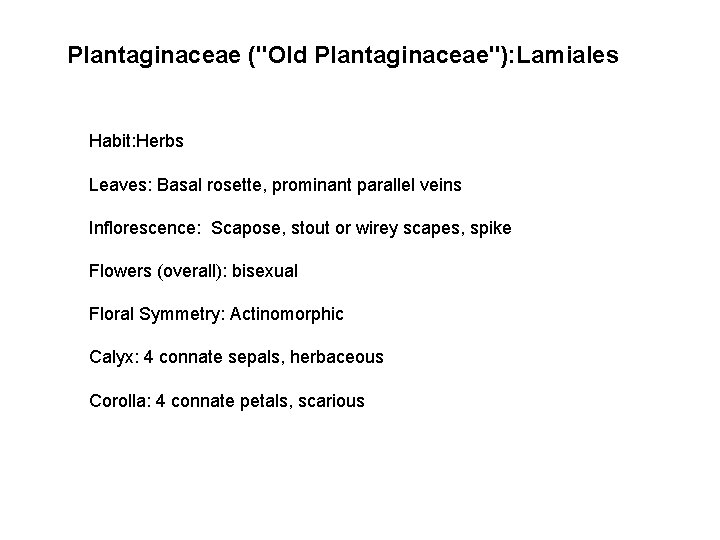 Plantaginaceae ("Old Plantaginaceae"): Lamiales Habit: Herbs Leaves: Basal rosette, prominant parallel veins Inflorescence: Scapose,