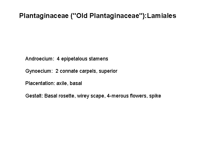 Plantaginaceae ("Old Plantaginaceae"): Lamiales Androecium: 4 epipetalous stamens Gynoecium: 2 connate carpels, superior Placentation: