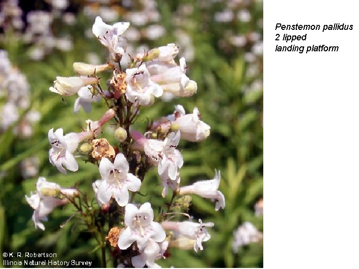 Penstemon pallidus 2 lipped landing platform 