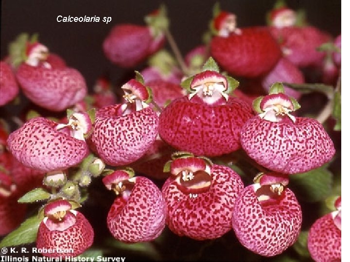 Calceolaria sp 